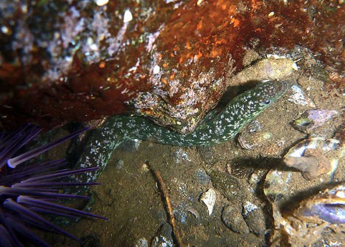 Uropterygius xanthopterus © Sébastien vasquez