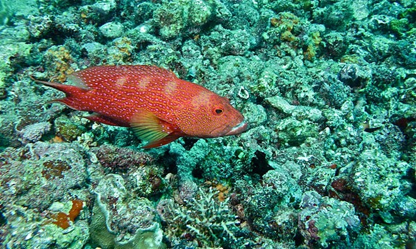 Variola albimarginata © <a rel="nofollow" class="external text" href="https://www.flickr.com/people/65695019@N07">Bernard DUPONT</a> from FRANCE