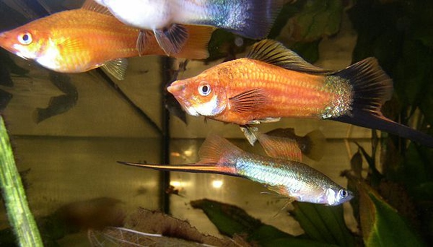 Xiphophorus hellerii © 