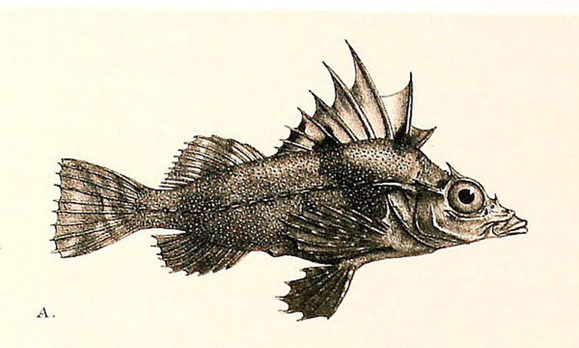 Zanclorhynchus spinifer &copy; Albert C.L.G. Günther