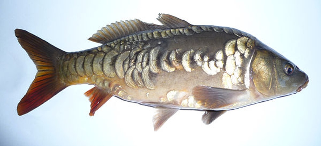 Cyprinus carpio carpio © <a href="//commons.wikimedia.org/wiki/User:George_Chernilevsky" title="User:George Chernilevsky">George Chernilevsky</a>