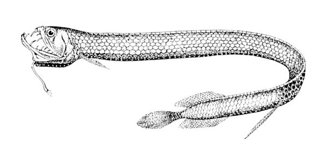 Scaly dragonfish © 