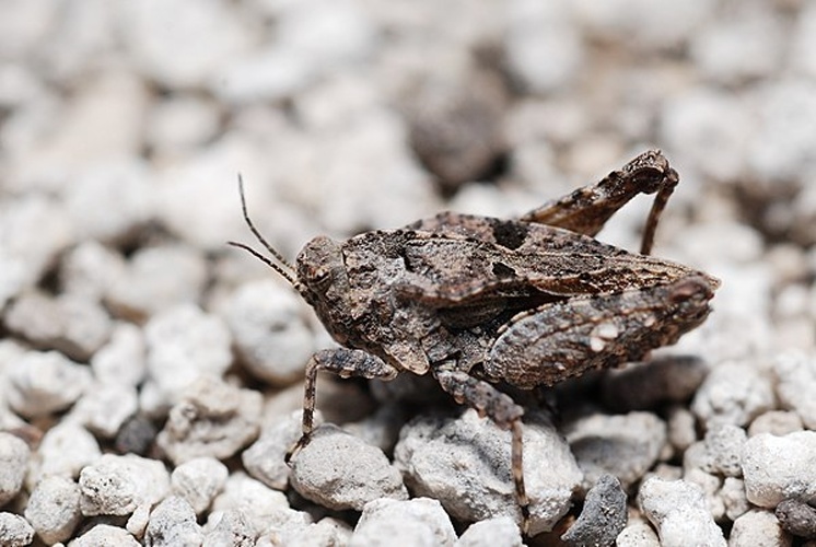 Depressotetrix depressa &copy; <a rel="nofollow" class="external text" href="https://www.flickr.com/people/9082612@N05">Gilles San Martin</a> from Namur, Belgium