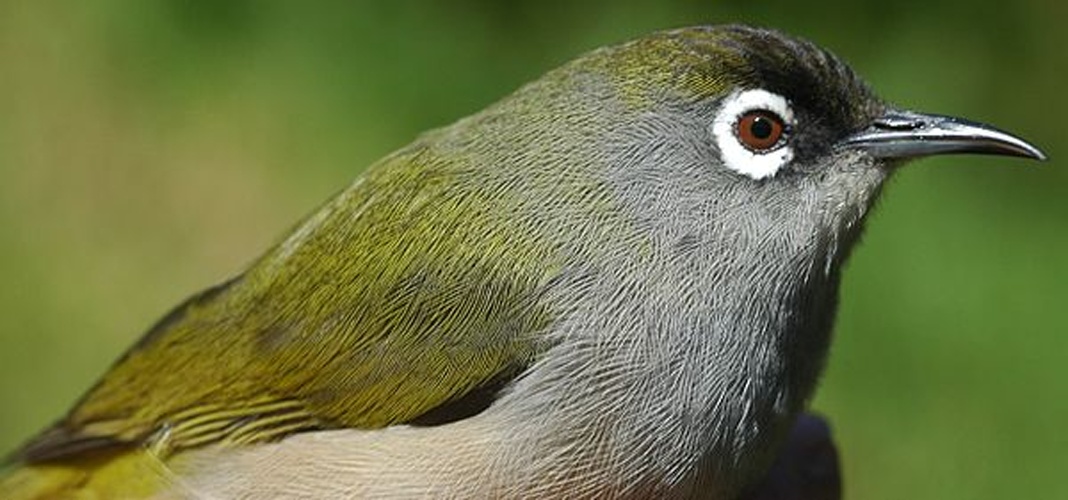 Réunion Olive White-eye © <a href="//commons.wikimedia.org/w/index.php?title=User:Joss12000&amp;action=edit&amp;redlink=1" class="new" title="User:Joss12000 (page does not exist)">Joss12000</a>