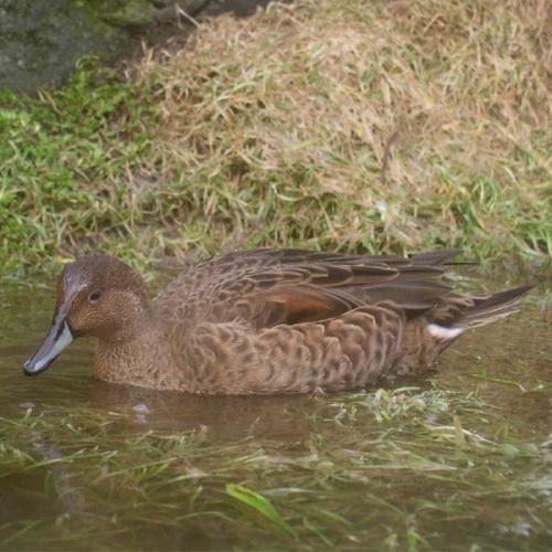 Eaton's Pintail © N. Hanuise