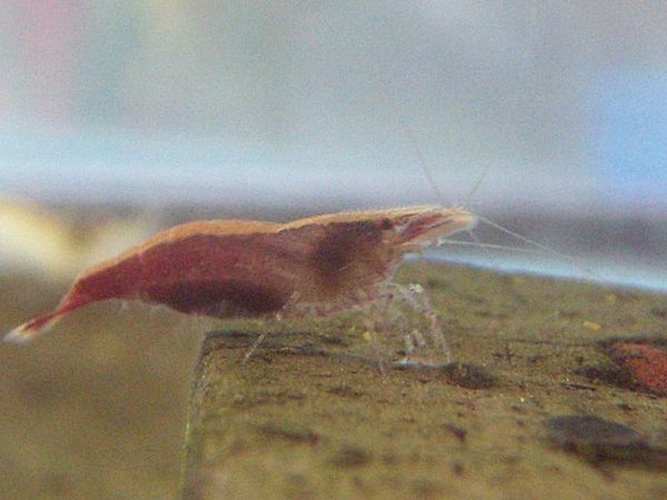 Caridina serratirostris © <a href="//commons.wikimedia.org/wiki/User:%E3%81%B5%E3%81%86%E3%81%91" title="User:ふうけ">ふうけ</a>