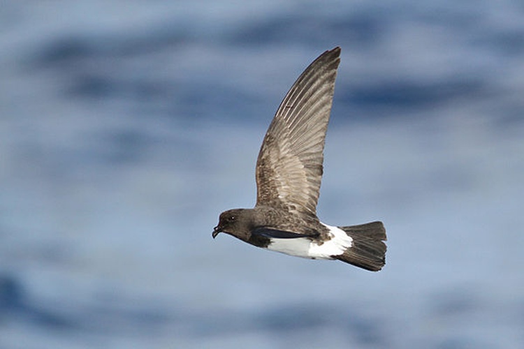 White-bellied Storm Petrel © <a href="//commons.wikimedia.org/w/index.php?title=User:Danmantle&amp;action=edit&amp;redlink=1" class="new" title="User:Danmantle (page does not exist)">Danmantle</a>