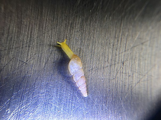 Allopeas gracile &copy; <a href="//commons.wikimedia.org/w/index.php?title=User:Heidi423&amp;action=edit&amp;redlink=1" class="new" title="User:Heidi423 (page does not exist)">Heidi423</a>