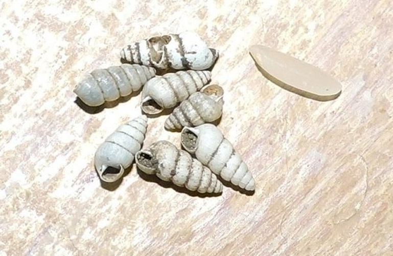 Beckianum beckianum © <a href="//commons.wikimedia.org/wiki/User:M%C3%A1rio_NET" title="User:Mário NET">Mário NET</a>