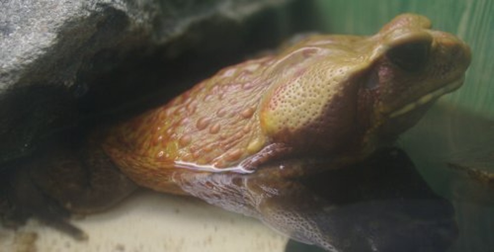 Rhaebo guttatus &copy; <a href="//commons.wikimedia.org/w/index.php?title=User:TomR&amp;action=edit&amp;redlink=1" class="new" title="User:TomR (page does not exist)">TomR</a> (Thomas Ruedas)