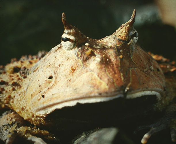 Surinam horned frog &copy; <a href="//commons.wikimedia.org/wiki/User:Maarten_Sepp" title="User:Maarten Sepp">Maarten Sepp</a>