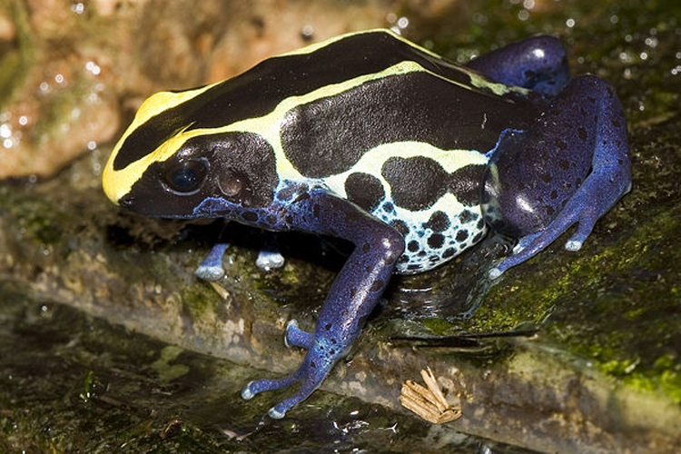 dyeing dart frog &copy; 