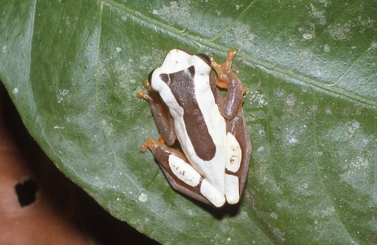 Dendropsophus leucophyllatus © Andreas Schlüter