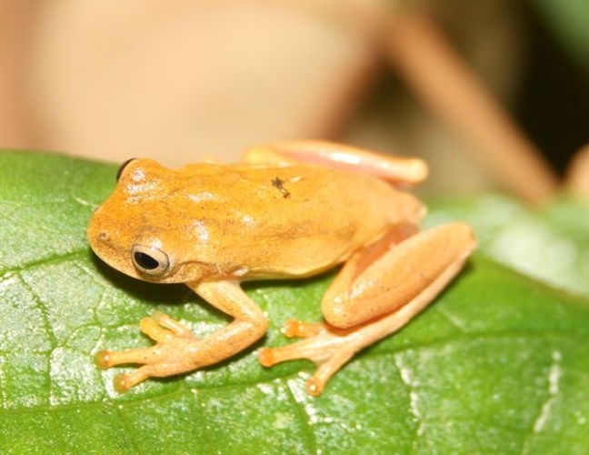 Dendropsophus minutus © Diogo B. Provete