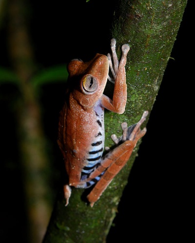Hypsiboas calcaratus © <a rel="nofollow" class="external text" href="https://www.flickr.com/photos/dejeuxx/">Geoff Gallice</a>