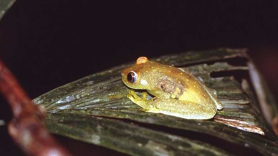 Hypsiboas cinerascens &copy; Andreas Schlüter