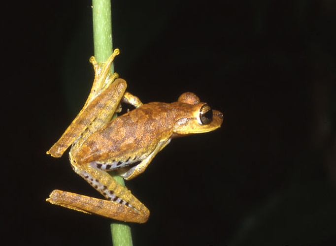 Hypsiboas fasciatus © Andreas Schlüter
