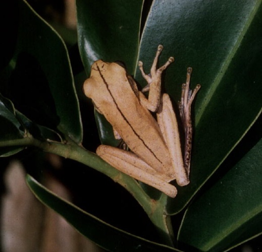 Hypsiboas multifasciatus © Hugo Claessen