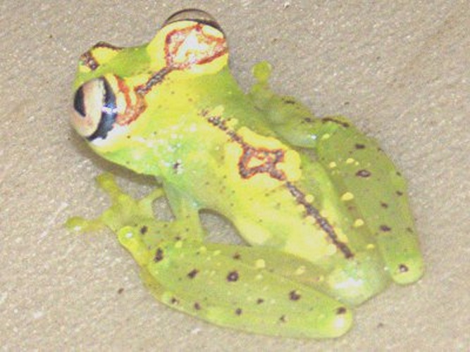 Hypsiboas ornatissimus © <a href="//commons.wikimedia.org/w/index.php?title=User:Didier973&amp;action=edit&amp;redlink=1" class="new" title="User:Didier973 (page does not exist)">Didier973</a>