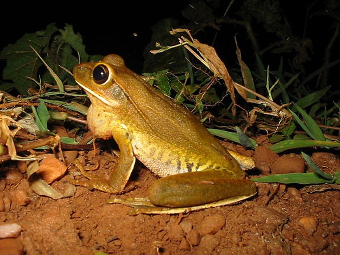 Hypsiboas raniceps © Lucas Grandinetti