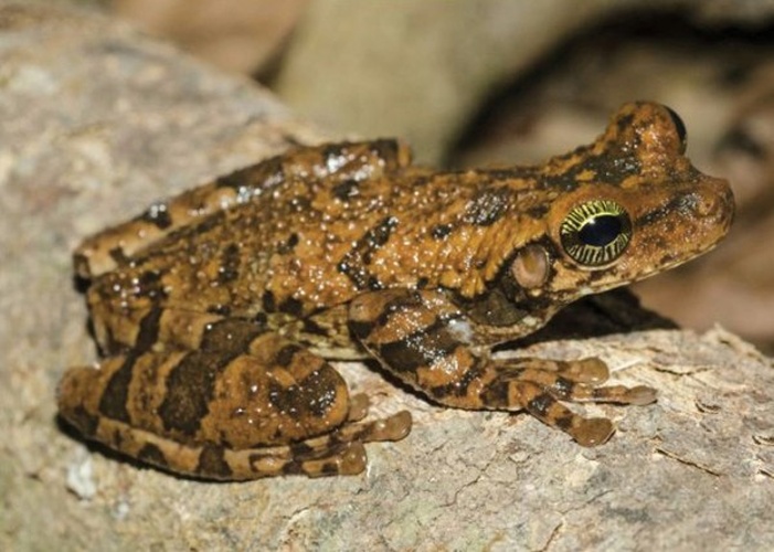 Osteocephalus taurinus © Leandro J.C.L. Moraes, Alexandre P. de Almeida, Rafael de Fraga, Rommel R. Zamora, Renata M. Pirani, Ariane A.A. Silva, Vinícius T. de Carvalho, Marcelo Gordo, Fernanda P. Werneck.