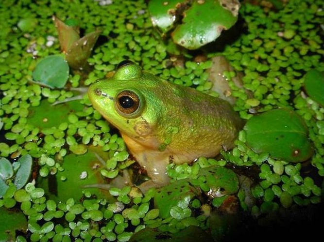 Pseudis paradoxa © Mauricio Rivera Correa