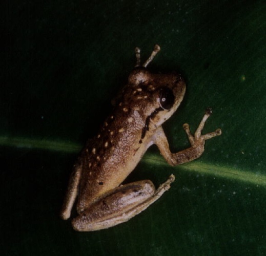 Scinax boesemani © Hugo Claessen