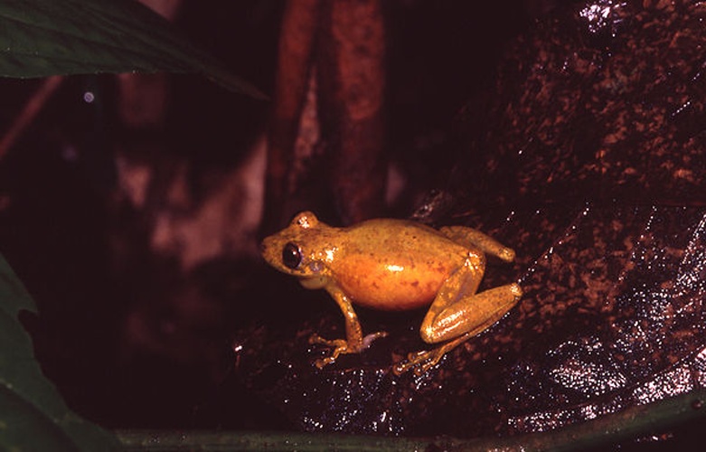 Scinax cruentommus © Andreas Schlüter