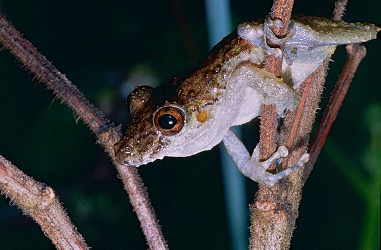 Scinax nebulosus © <a rel="nofollow" class="external text" href="https://www.flickr.com/people/65695019@N07">Bernard DUPONT</a> from FRANCE