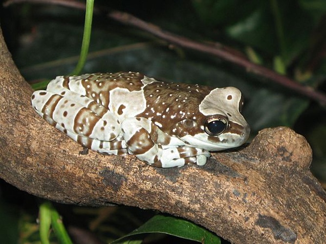 Amazon Milk Frog © <a href="//commons.wikimedia.org/wiki/User:Crusier" title="User:Crusier">Crusier</a>