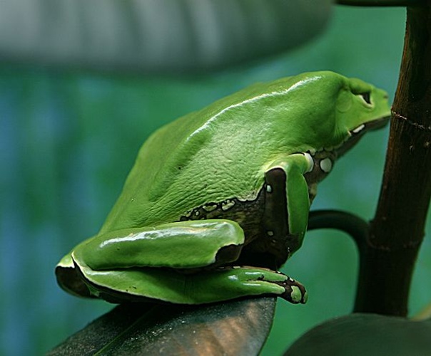 Giant leaf frog © <a href="https://en.wikipedia.org/wiki/User:Cburnett" class="extiw" title="en:User:Cburnett">en:User:Cburnett</a>