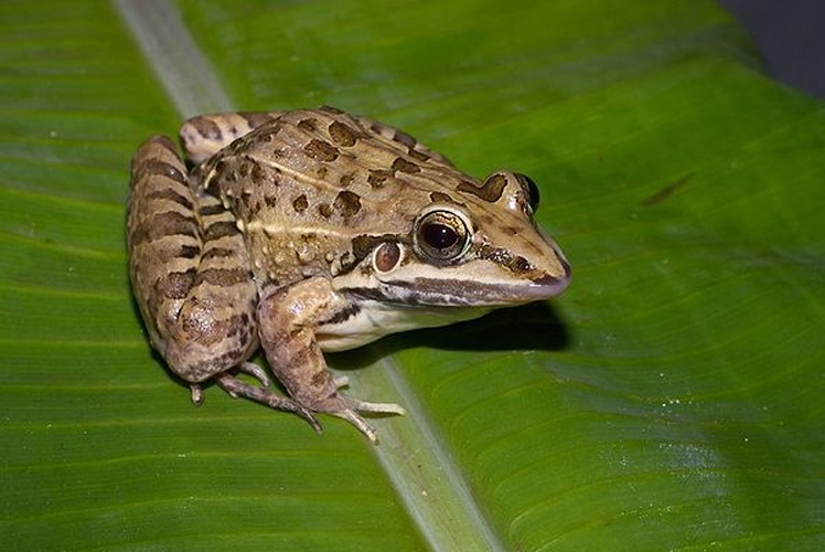 Leptodactylus fuscus © Esteban Alzate