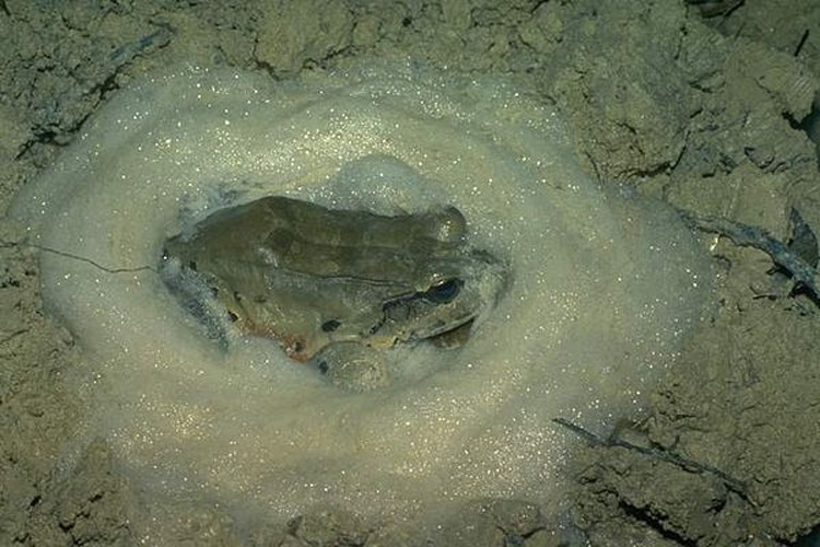 Leptodactylus knudseni &copy; Jean-Marc Hero