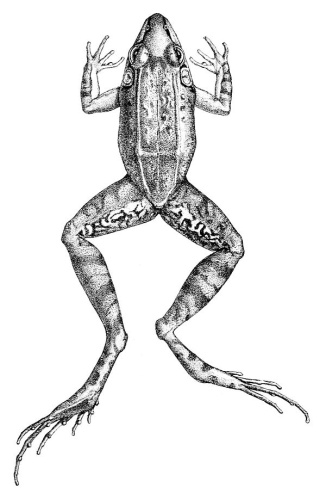 Leptodactylus longirostris © R. Mintern