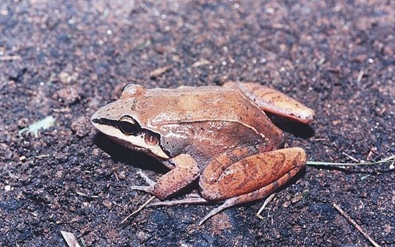 Leptodactylus mystaceus © Ariovaldo Giaretta