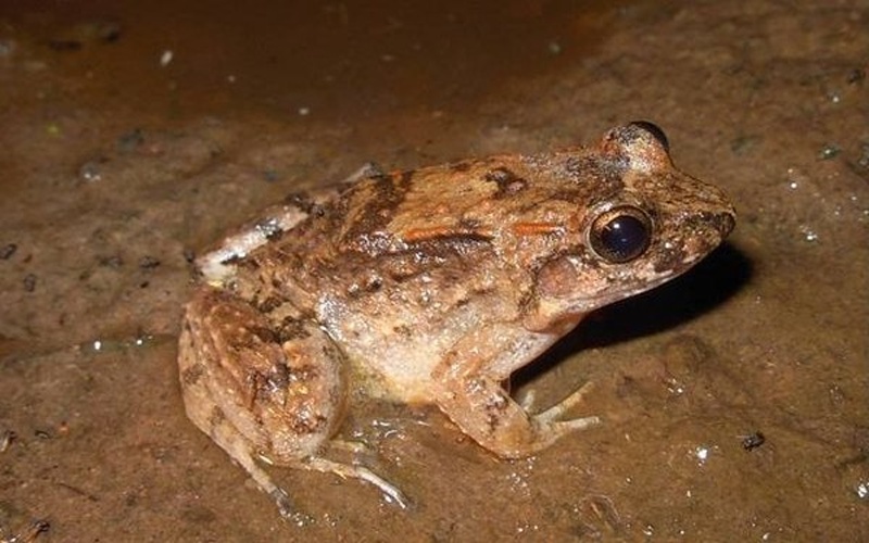 Leptodactylus petersii © Mauricio Rivera Correa