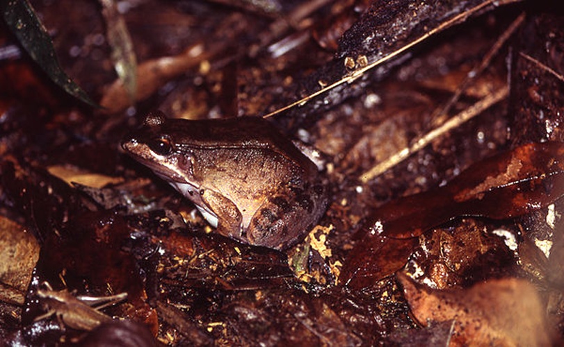 Leptodactylus rhodomystax © Andreas Schlüter