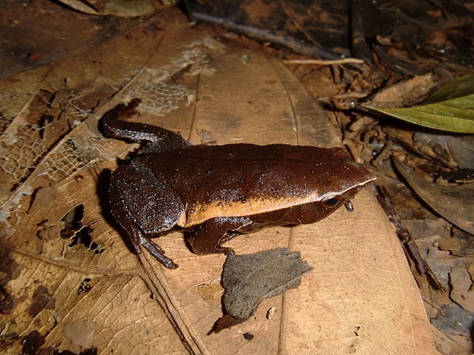 Otophryne pyburni &copy; <a href="//commons.wikimedia.org/w/index.php?title=User:Weaverslave&amp;action=edit&amp;redlink=1" class="new" title="User:Weaverslave (page does not exist)">Weaverslave</a>