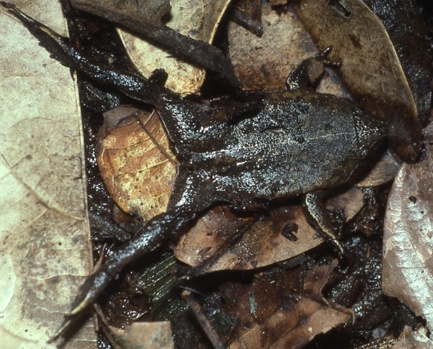 Sapito Apuntado De Geay © Andreas Schlüter