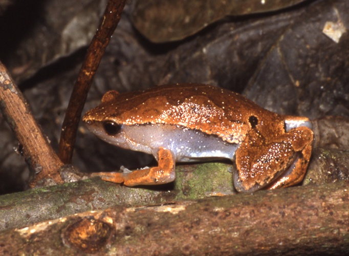 Hamptophryne Bolivien © Andreas Schlüter
