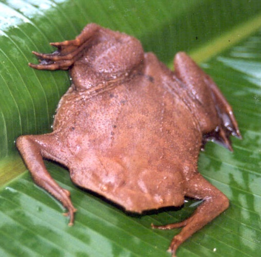 Surinam toad © Hugo Claessen