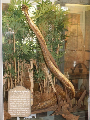 Bothrops lanceolatus © No machine-readable author provided. <a href="//commons.wikimedia.org/w/index.php?title=User:Phe88&amp;action=edit&amp;redlink=1" class="new" title="User:Phe88 (page does not exist)">Phe88</a> assumed (based on copyright claims).