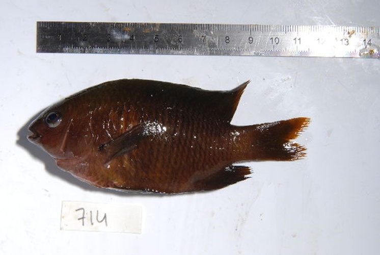 Pomacentrus agassizii &copy; Unspecified