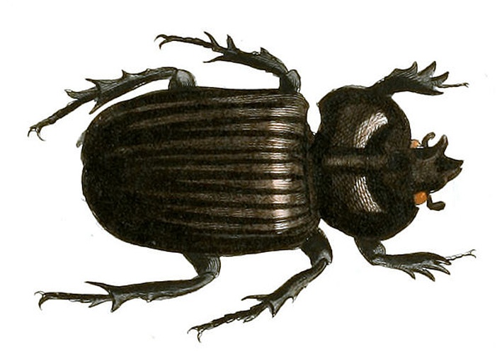 Phileurus didymus © Plates: Dru Drury (1725–1803). Text: John Obadiah Westwood (1805–1893)