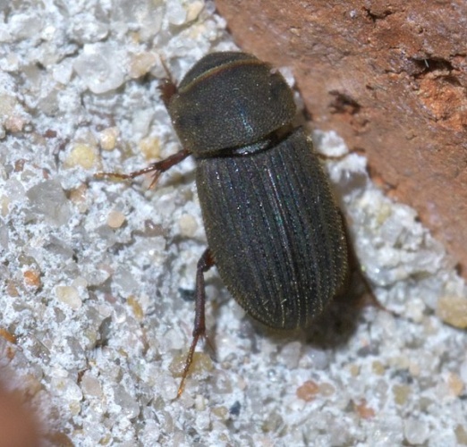 Ataenius imbricatus &copy; <div class="fn value">
<a href="//commons.wikimedia.org/wiki/User:Xpda" title="User:Xpda">xpda</a>
</div>