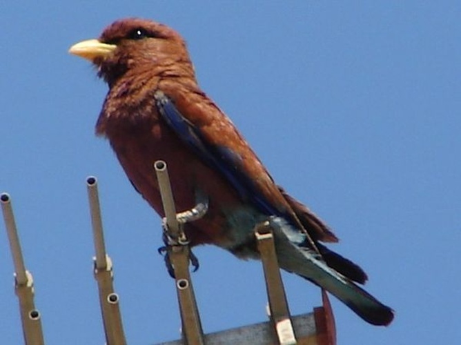 Broad-billed Roller © <a href="//commons.wikimedia.org/w/index.php?title=User:Margaux1900&amp;action=edit&amp;redlink=1" class="new" title="User:Margaux1900 (page does not exist)">Margaux1900</a>