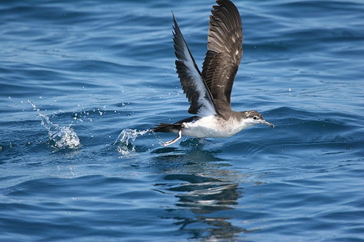 Audubon's Shearwater &copy; <a rel="nofollow" class="external text" href="https://www.flickr.com/people/9765210@N03">dominic sherony</a>