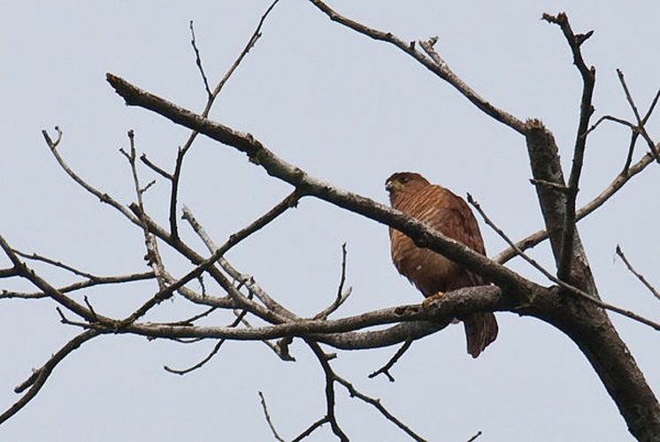 Accipiter superciliosus &copy; Keith Bowers