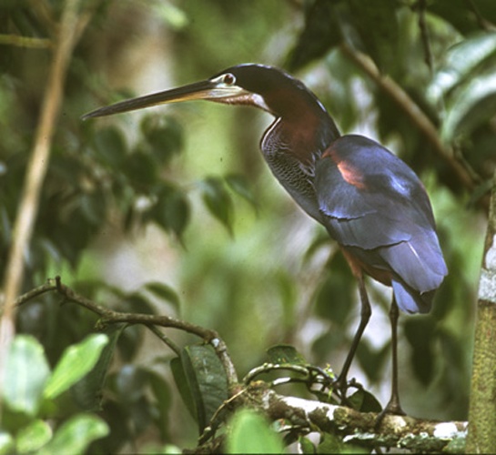Agami Heron &copy; 