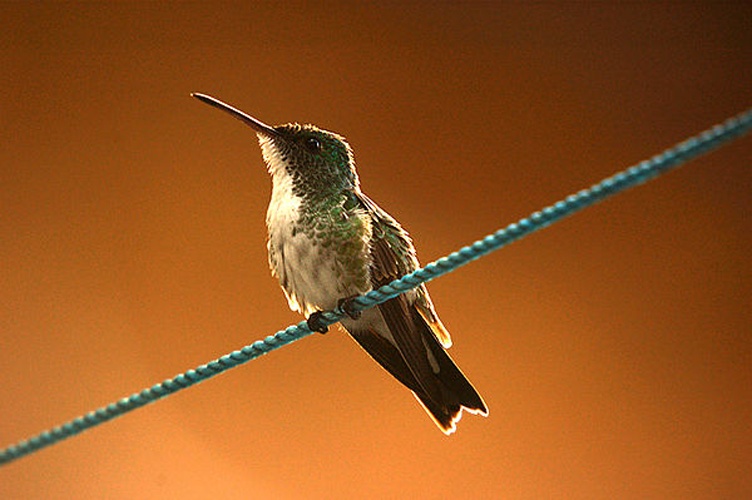 Plain-bellied Emerald &copy; <a rel="nofollow" class="external text" href="https://www.flickr.com/people/56361113@N00">Marcos André</a>